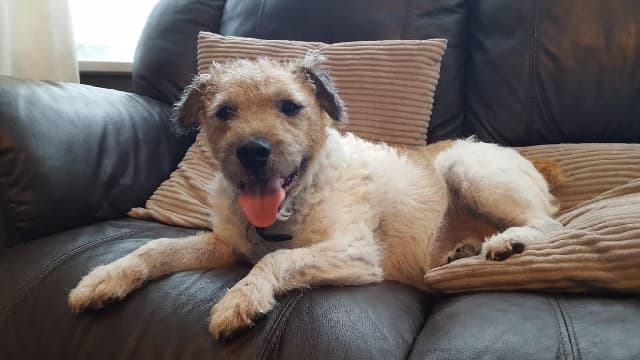 Trimmer Trigger – trainee adventurer! — Unknown