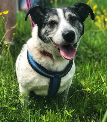 Lavender — Unknown