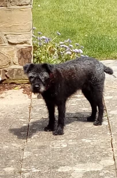 Miss Molly — Unknown