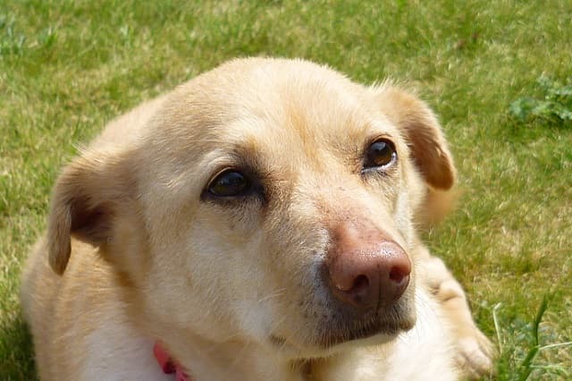 Chips in the sunshine! — Unknown