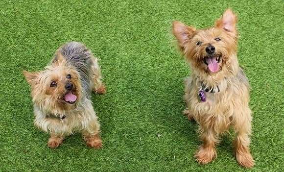 Milo & Phoebe — Unknown