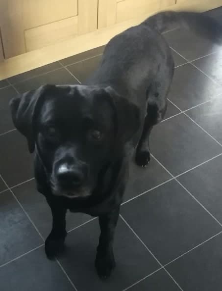 Marvellous Marley Labrador — Unknown