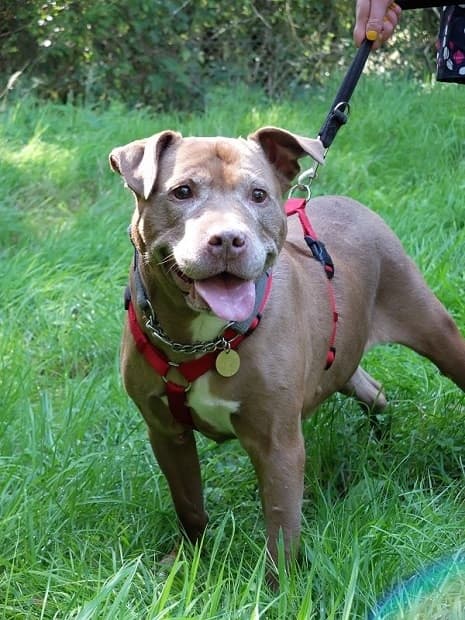 Princess — Unknown