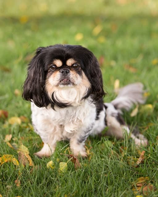 Little Lena — Unknown