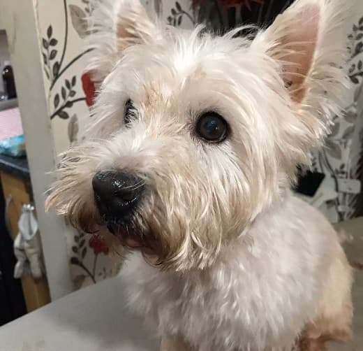 West Highland Lily! — Unknown