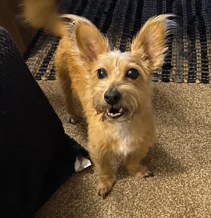 Irresistible Honey — Unknown