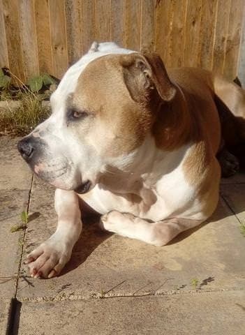 Duece, stealer of hearts! — Unknown