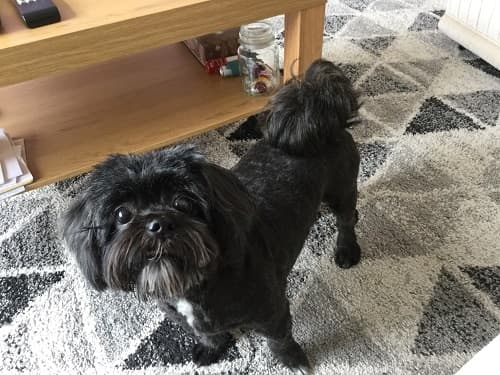 Maisey, queen of captions — Unknown