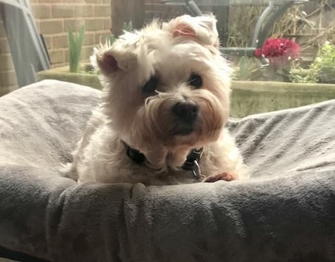 Pretty Bonnie, lady of repose! — Unknown