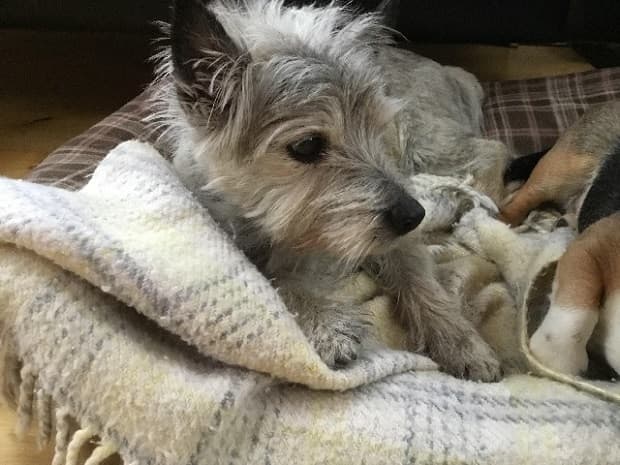 Spike, a special old soldier! — Unknown