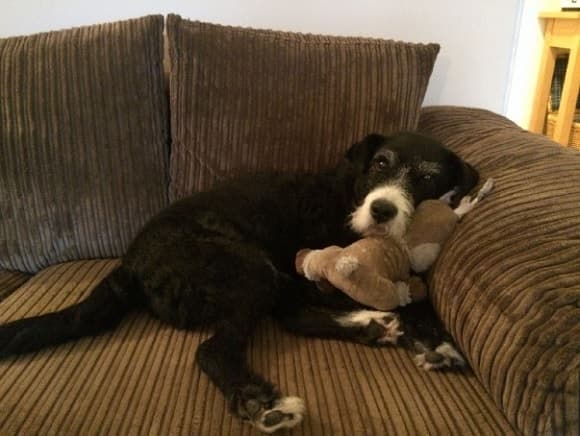 Patch, from whirlwind to wonderdog! — Unknown