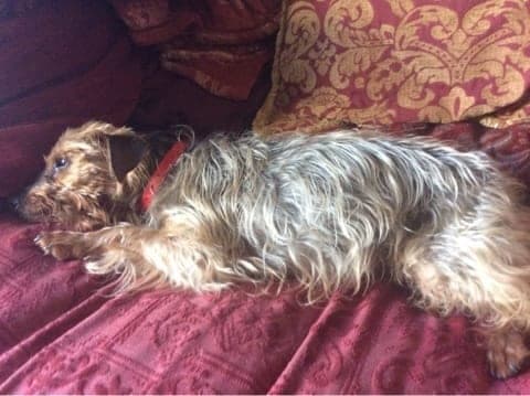 Yorkie Max! — Unknown