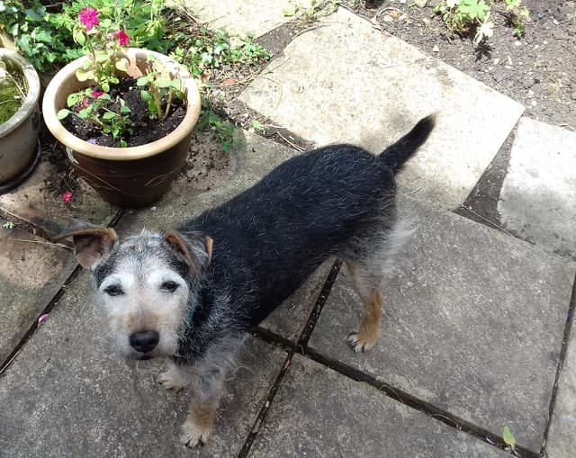 Terrier Buddy, needs home comforts! — Unknown