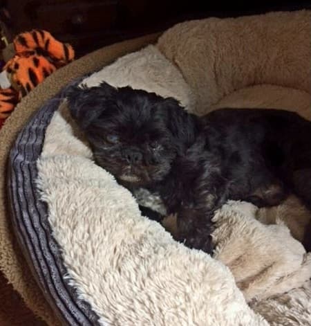 Darling Dinky! — Unknown