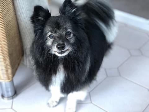 Endearing Benji — Unknown