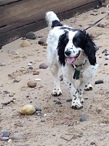 Milo Cocker! — Unknown