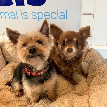 Chico and Crystal — Unknown