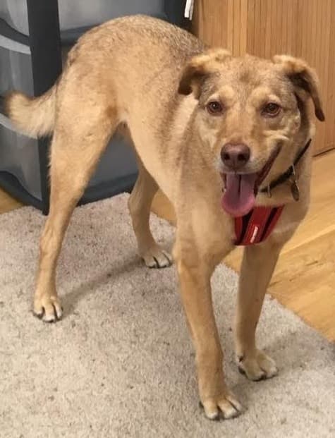 ‘ard-to-fault, Artos! — Unknown