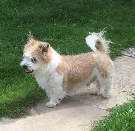 Bob (All Dogs Matter, fostered Surrey — Unknown