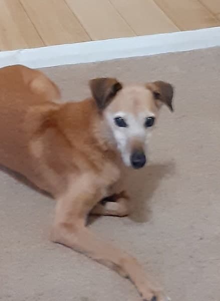 Lovely lady Lucy! — Unknown