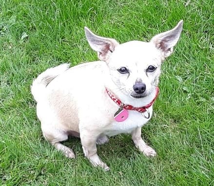 Shy Scamp — Unknown