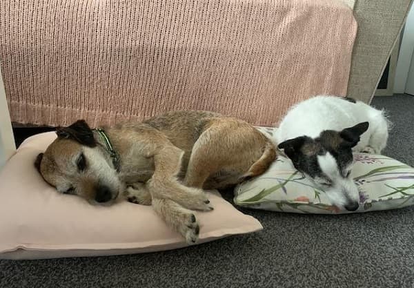 Poppy & Pip — Unknown