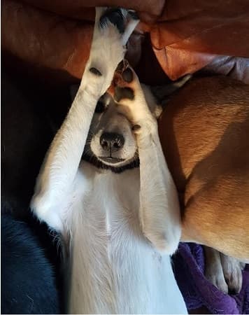 Marzipan — Unknown