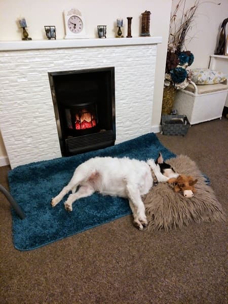 Bisto – adores the grandchildren! — Unknown