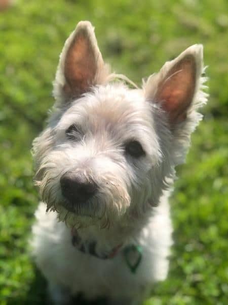 Gilly (male) — Unknown