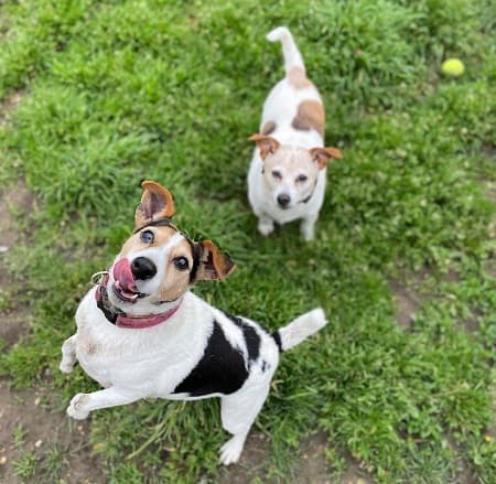 Isla and Dot — Unknown