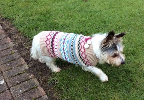 Tranquil Izzie — Unknown