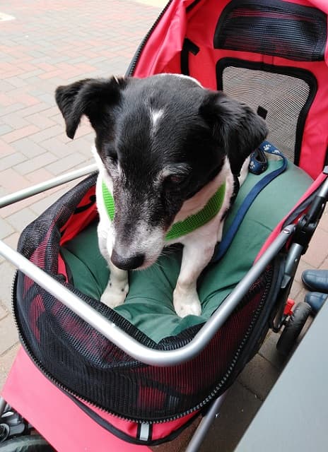 Charming Vince and his stroller! — Unknown