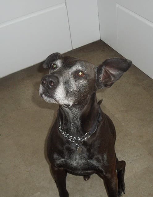 Big Bobby-dazzler — Unknown