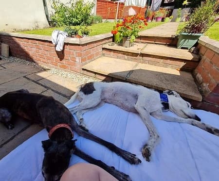 Jo-Jo and Biscuit — Unknown