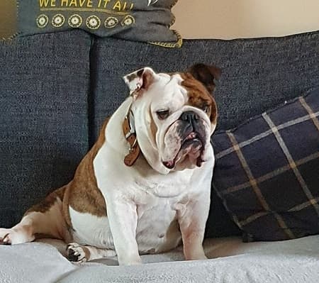 Gentle Gem Ruby Bulldog — Unknown