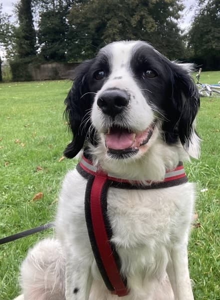 Pretty Pebbles — Unknown