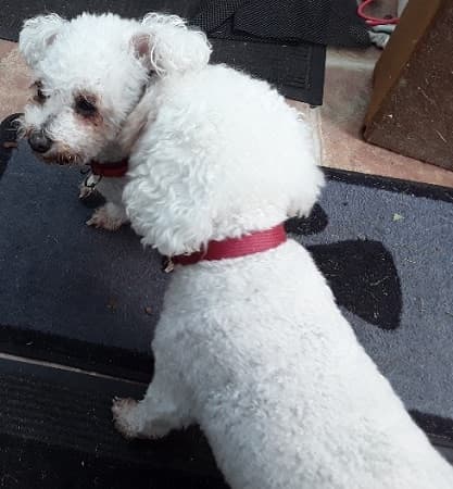 Bichon Beauties, Millie and Poppy — Unknown