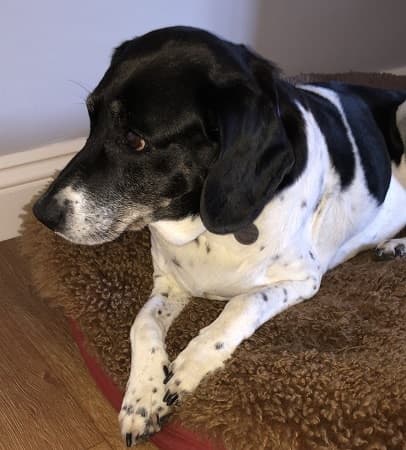 Sweet, Sunny Skye! — Unknown