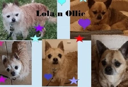 Ollie and Lola — Unknown