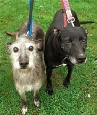 Penny & Roxy — Unknown