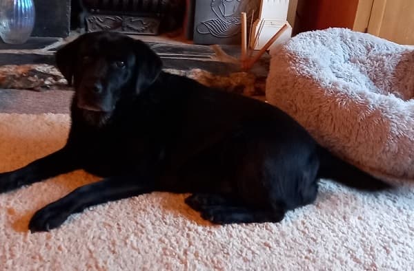 Ebbi the Labrador! — Unknown