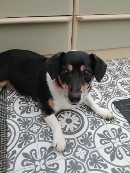 Pretty perfect Precious! — Unknown