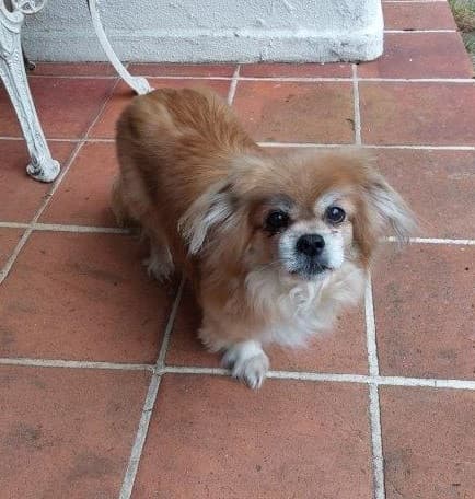 Run Around Rhubisk — Unknown