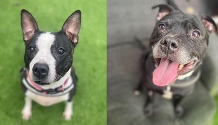 Sharon and Ozzy — Unknown