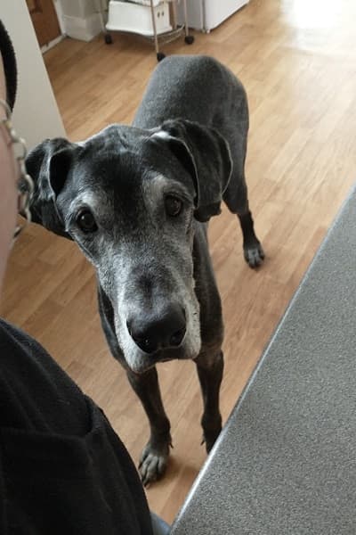 Great Danish Smudge! — Unknown