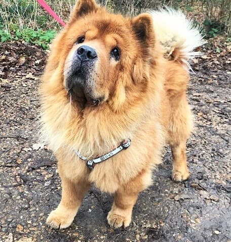 Will Chow — Unknown