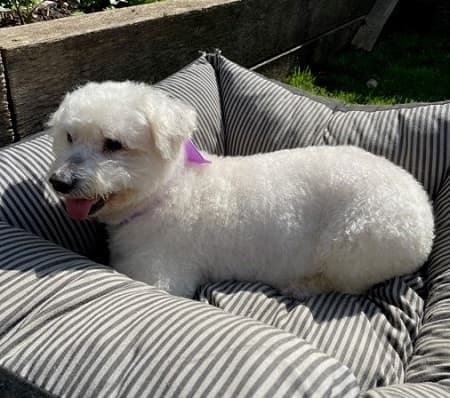 Snowdrop — Unknown