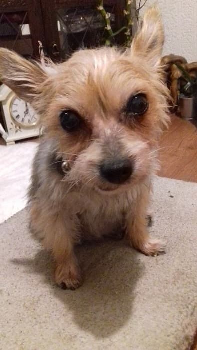 Brave Bobo — Unknown