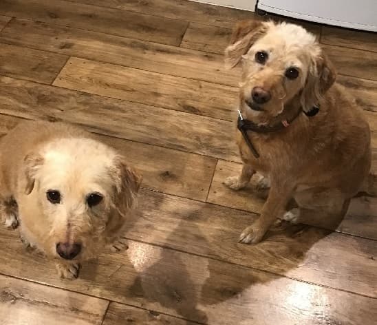 Lily & Mish — Unknown