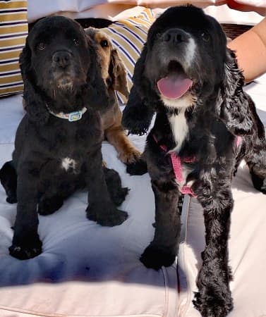 Molly and Dolly — Unknown